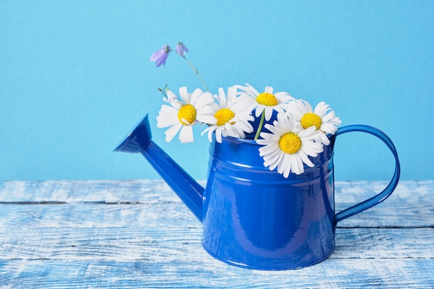 Chamomiles in een donkerblauwe gieter op een houten tafel