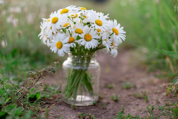 Chamomiles in a jar stand among the grass