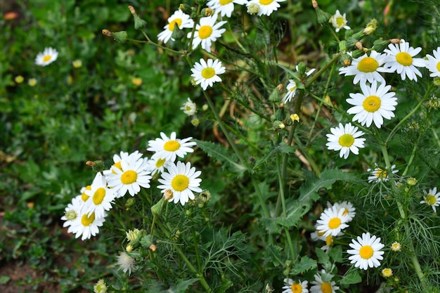 고립 된 초원에 chamomiles, 클로즈업