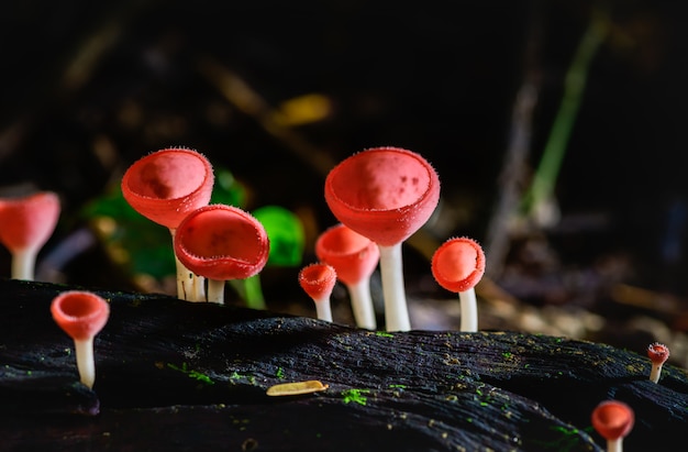 Кубок с шампанским или розовая чашка ожога, Tarzetta Rosea