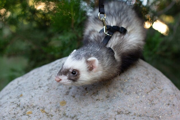 石の上でポーズをとって公園を散歩するシャンパンフェレット