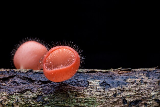 Champagne mushroom in rain forest,Thailand