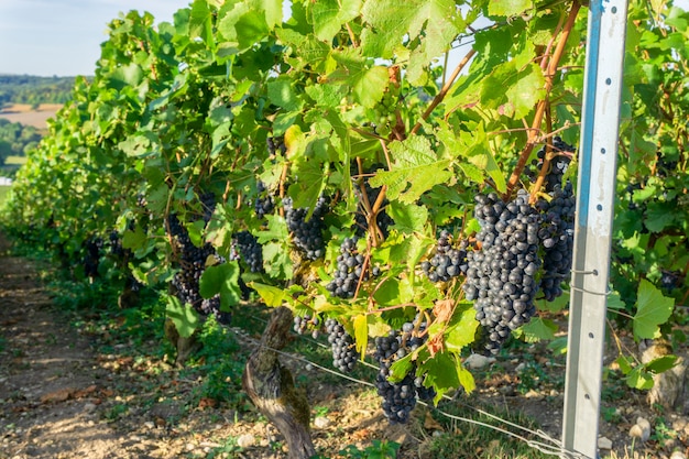 Foto vigneti di champagne a montagne de reims