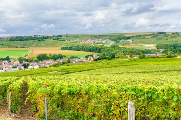 Champagne vineyards al tramonto, montagne de reims, francia