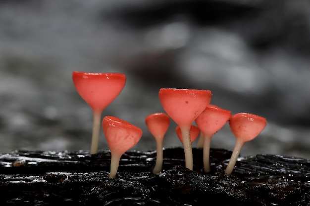 Champagnepaddestoel op bederfhout in het regenwoud. cookeina sulcipes