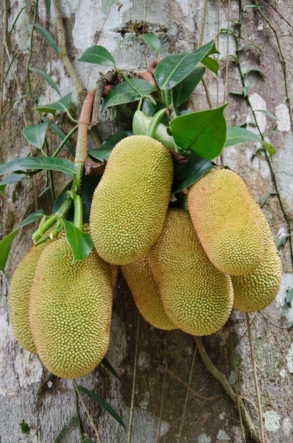 Foto champedak è il frutto tailandese locale