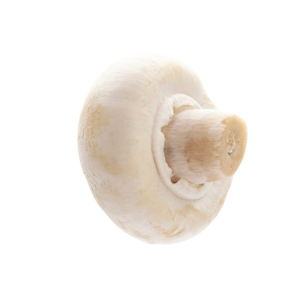 champignon isolated on a white background