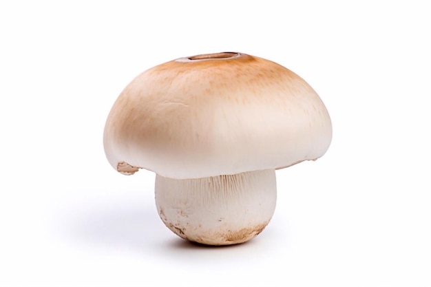 Champignon paddenstoel geïsoleerd op witte achtergrond clipping pad volledige diepte van het veld