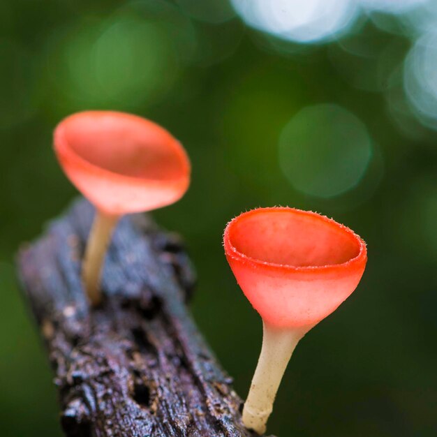 Champignon paddestoel