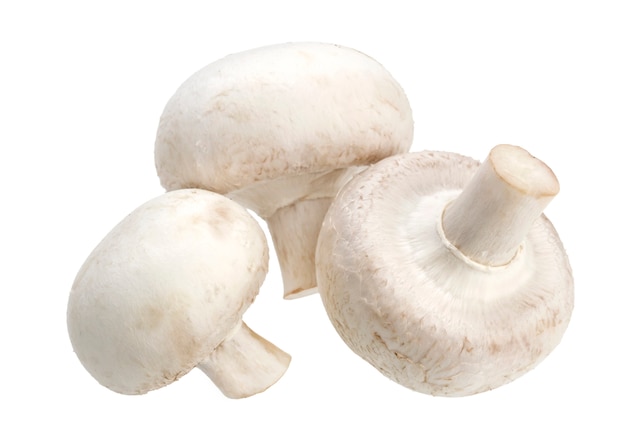 Champignonchampignon op wit wordt geïsoleerd dat