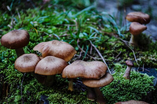 Foto champignons die op het veld groeien