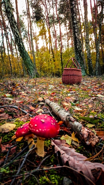 Foto champignons groeien in het bos.