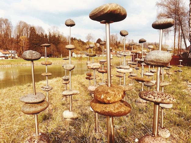 Foto champignons groeien op het veld tegen de lucht.
