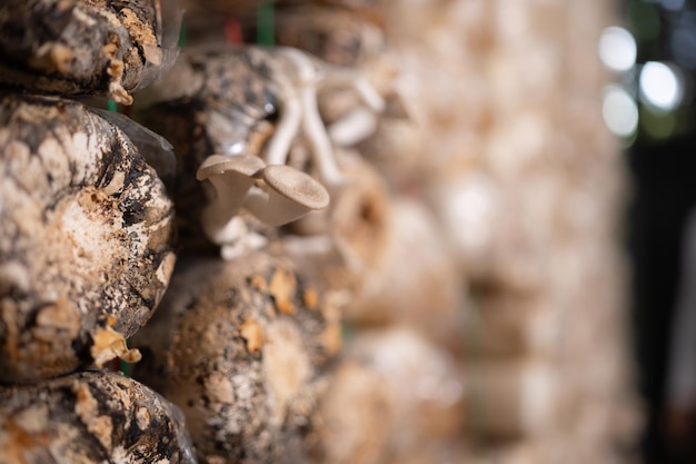 Champignons in het champignonhuis volgroeid en klaar om geoogst te worden voor consumptie