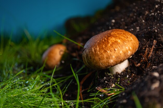 Champignons on mycelium against the setting sun