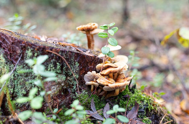 Champignons op een boomstronk in het herfstbos veganistisch alternatief voor eiwitrijk vlees buiten foerageren...