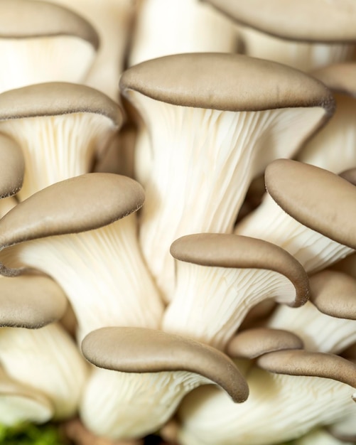 champignons