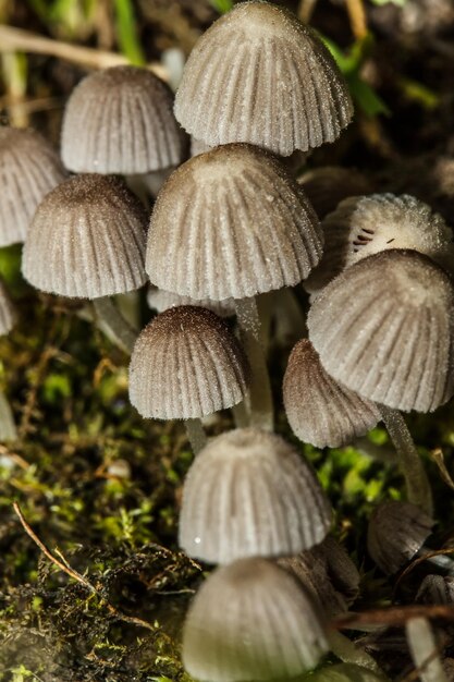 champignons