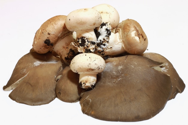 champignons