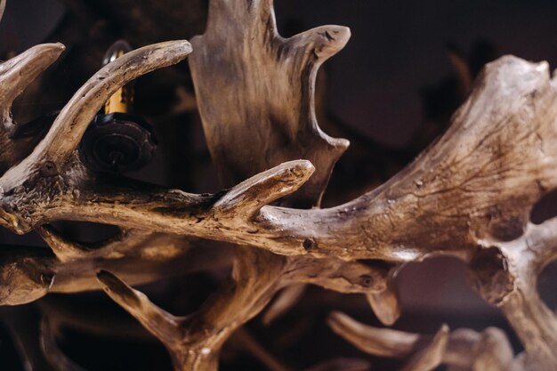 A chandelier made of deer antlers hanging on the ceiling of the interior