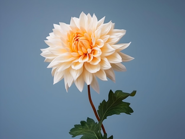 Цветок Чандрамаллыки в фоновой студии одинокий Цветок чандрамаллики Красивый цветок