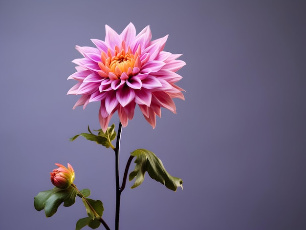 Chandramallika flower in studio background single Chandramallika flower Beautiful flower