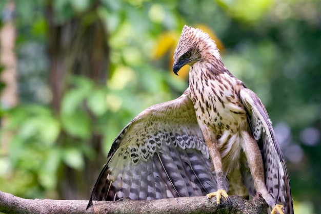 Changeable hawk eagle on a tree branch