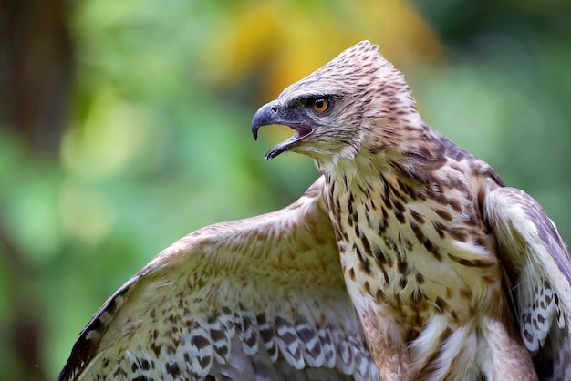 Changeable hawk eagle on a tree branch