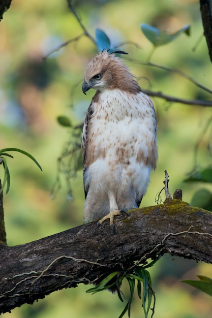 Changeable Hawk-Eagle