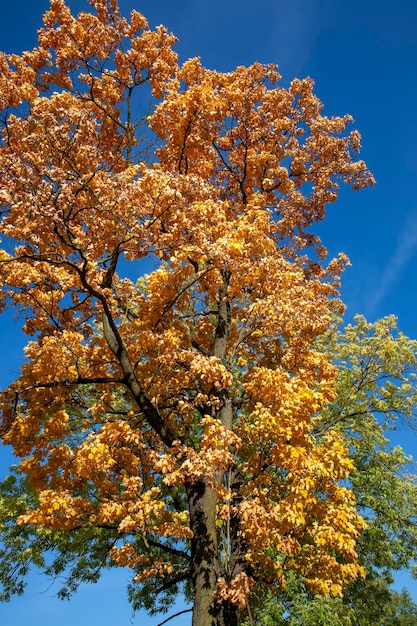 Changes in nature during the autumn season