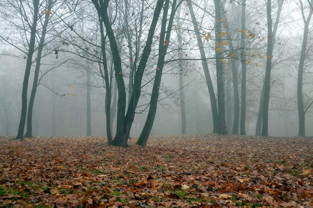 Changes in nature during the autumn season