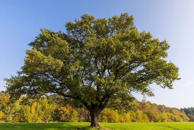 Photo changes in oak foliage in early autumn