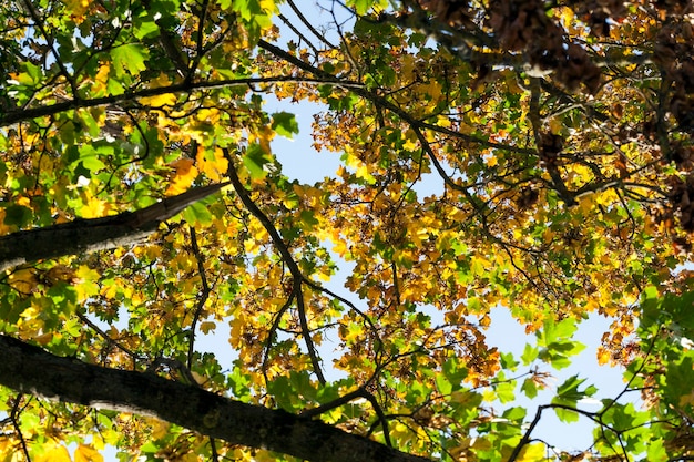 Changing the color of foliage on a high old maple tree in autumn