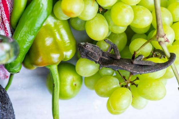 Photo changing color lizard blending nin some vegetables and fruits