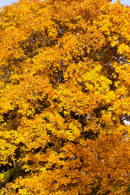 Changing the color of maple in the autumn season, the foliage of the maple tree is damaged and will fall