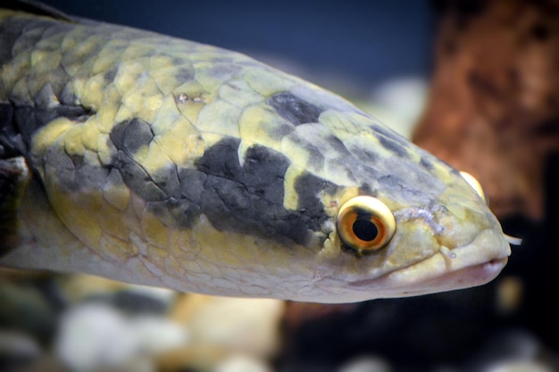 Channa argus fish closeup on head