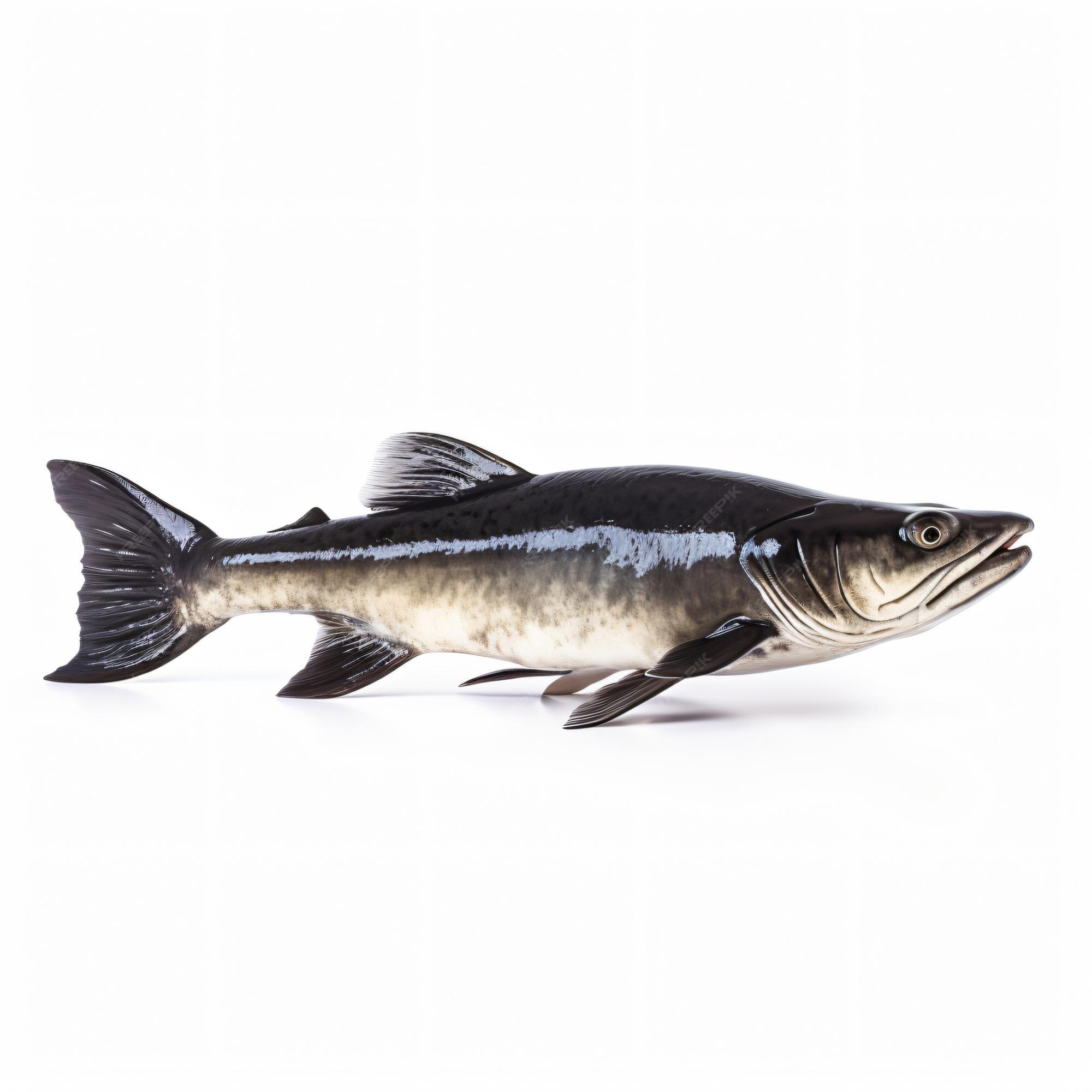 Premium Photo | Channel catfish isolated on a white background