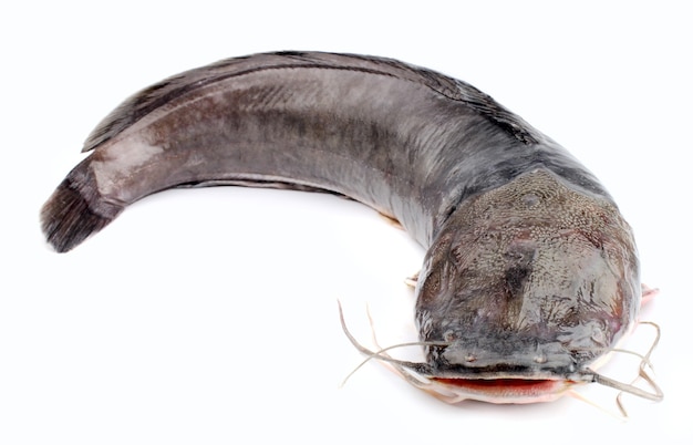 Channel catfish isolated on a white background.