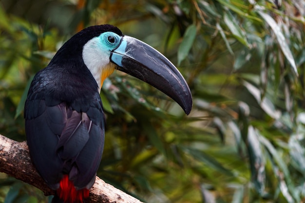 Channelbilled toucan