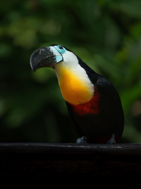 Photo channelbilled toucan