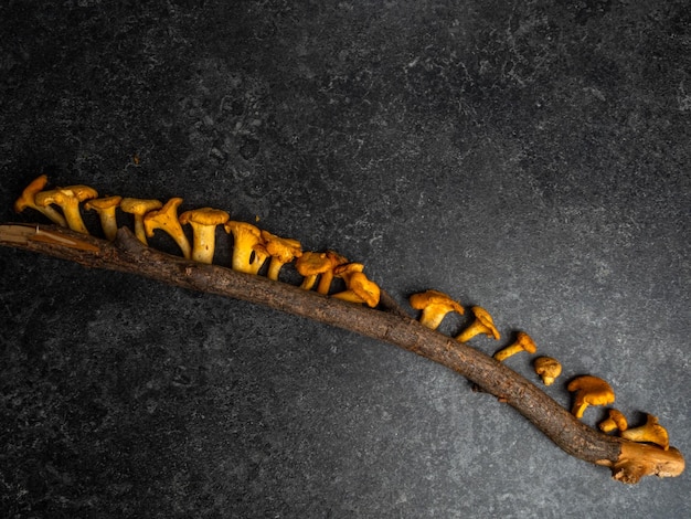 Photo chanterelle or girolle mushrooms cantharellus cibarius on wooden stick branch