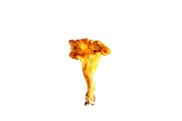 Chanterelle isolated on white edible wild mushroom Cantharellus cibarius