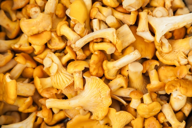 Chanterelle mushrooms background