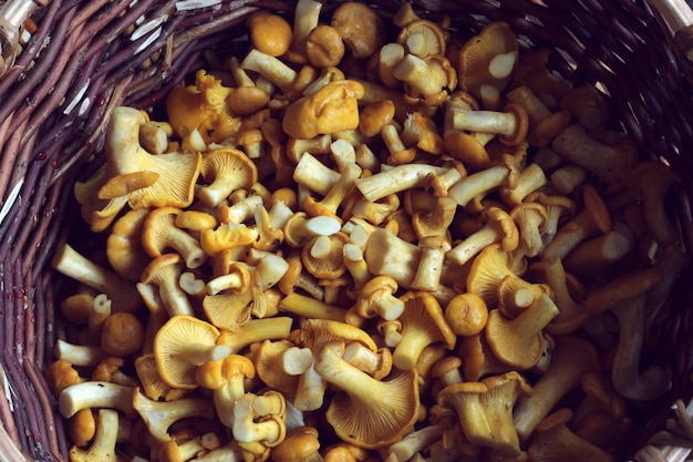 Chanterelle mushrooms in a basket