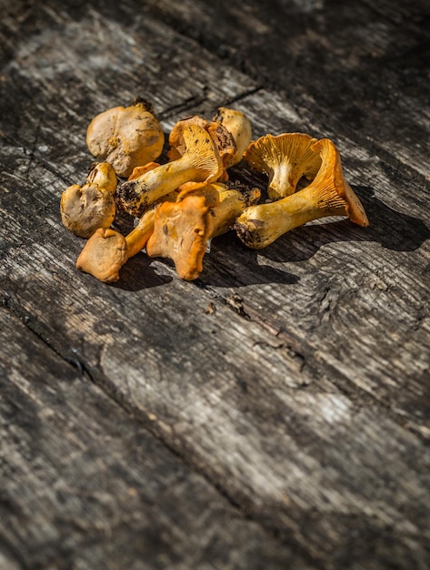 Chanterelle wild mushrooms