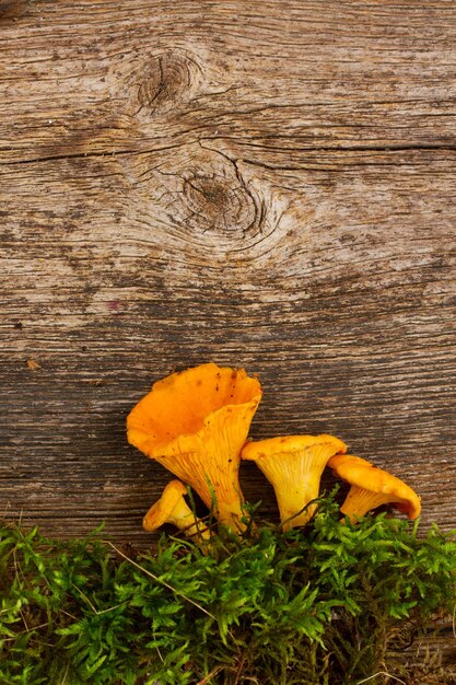 Photo chanterelles in green moss copy sapce on wooden table