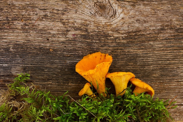 chanterelles