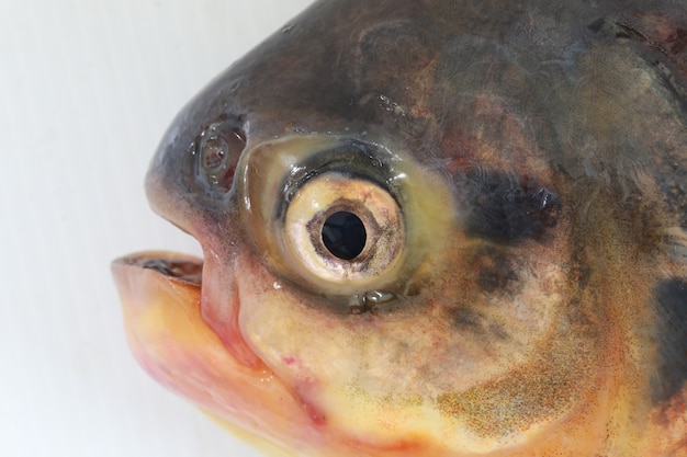 Characidae 또는 Pacu 물고기.