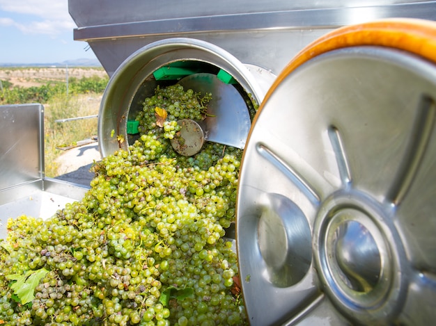 chardonnay kurkentrekker crusher destemmer in wijnbereiding