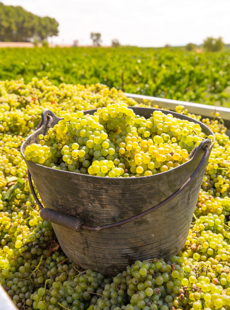 Foto chardonnay oogsten met wijndruivenoogst